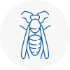 Exmouth Wasp Nest Removal